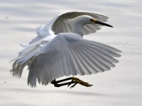 Egret.jpg