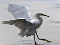 Egret2.jpg