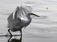 Egret3.jpg
