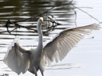 Egret4.jpg