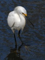 Egret5.jpg