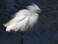 Egret8.jpg