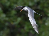 Tern4.jpg