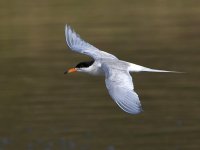 Tern6.jpg