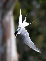 Tern8.jpg