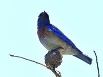 _ROY4590.JPG
