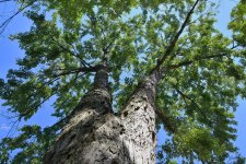 Tree legs to the sky.jpg