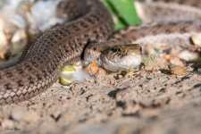 CoachWhip-308.jpg