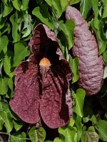 Aristilochia.jpg