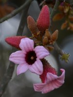 BrachychitonDiscolor3.jpg