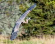 GBHFlight-315.jpg