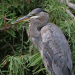 BlueHeron.jpg