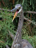 BlueHeron3.jpg