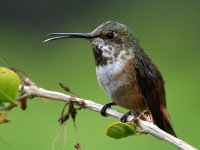 Hummer4.jpg