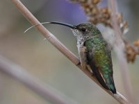Hummer21.jpg