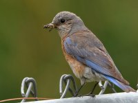 Bluebird.jpg
