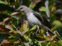 Mockingbird.jpg