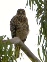 Hawk.jpg