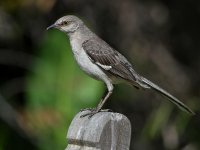 Mockingbird5.jpg