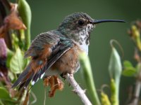 Hummer17.jpg