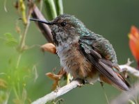 Hummer21.jpg
