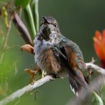 Hummer22.jpg