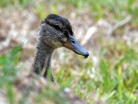 Duckling.jpg