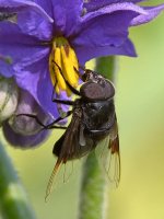 Fly2.jpg