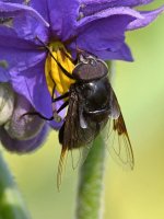 Fly3.jpg
