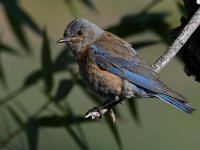 Bluebird2.jpg