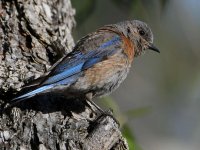 Bluebird3.jpg