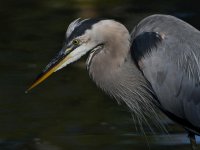 BlueHeron11.jpg