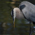 BlueHeron12.jpg