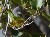 Kingbird7.jpg
