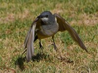 Kingbird4.jpg