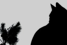 Dell  Silhouette 1 (1 of 1).jpg