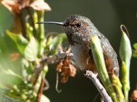 Hummer4.jpg