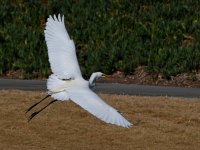 Egret.jpg