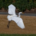 Egret2.jpg
