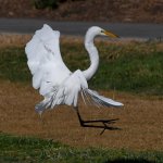 Egret3.jpg