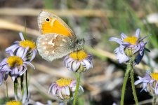 Butterfly-316.jpg