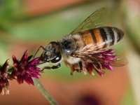 Bee.jpg