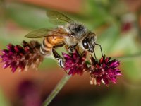 Bee2.jpg