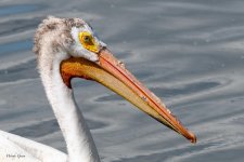 PelicanCloseUp-318.jpg