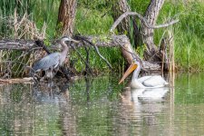 GBHandPelican-318.jpg