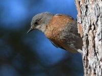 Bluebird.jpg