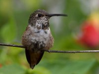 Hummer2.jpg