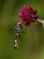 AphidFly2.jpg