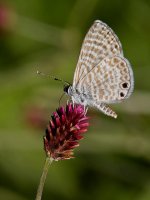 HairStreak2.jpg