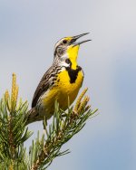Meadowlark-321.jpg